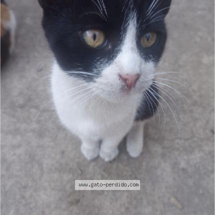 Photo 1/1 Theo Chat lost in Ancon santa rosa