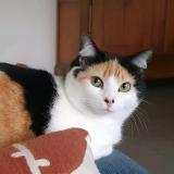 Picture of cat lost at Nozay