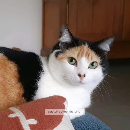 Photo 1/1 Sunny Chat lost in Nozay