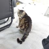 Picture of cat lost at Saint Martin D Ardeche