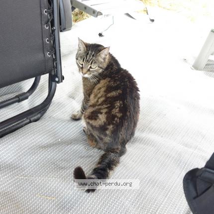 Photo 1/2 Baya Chat lost in Saint martin d ardeche