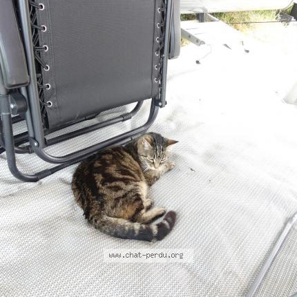 Photo 2/2 Baya Chat lost in Saint martin d ardeche