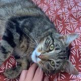 Picture of cat lost at Barbezieux Saint Hilaire