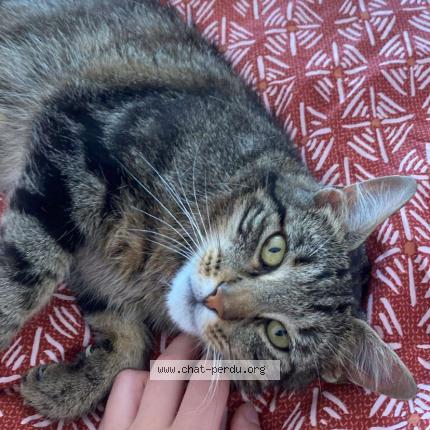 Photo 1/1 Serge Chat lost in Barbezieux saint hilaire