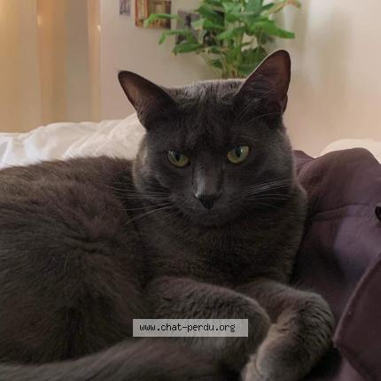 Photo 1/3 Haru Chat lost in Bruxelles