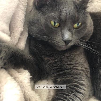 Photo 2/3 Haru Chat lost in Bruxelles