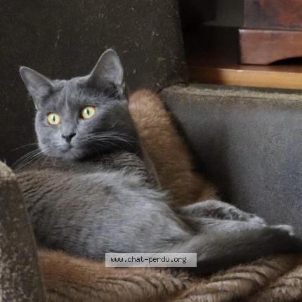 Photo 3/3 Haru Chat lost in Bruxelles