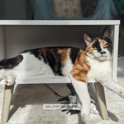 Foto van vermiste kat in Bruxelles