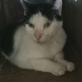 Picture of cat found at Verson