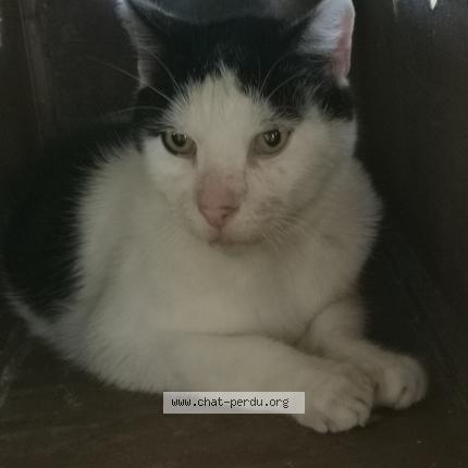 Photo 1/1 Found cat Found in Verson