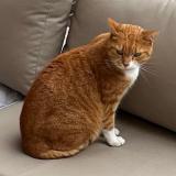 Picture of cat lost at Saxon