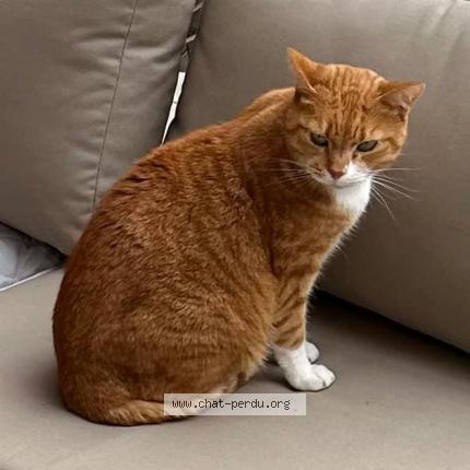 Photo 1/1 Kiko Chat lost in Saxon