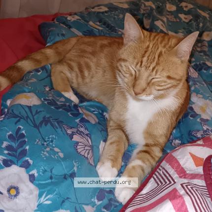 Photo 1/1 Usher Chat lost in Beauvois en cambresis