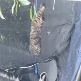 Picture of cat lost at Cornebarrieu