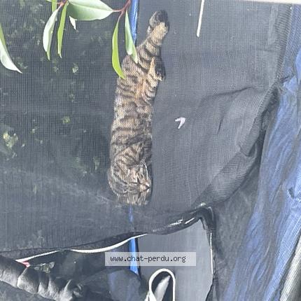 Photo 1/1 Olaf Chat lost in Cornebarrieu