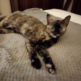 Picture of cat lost at Epieds En Beauce