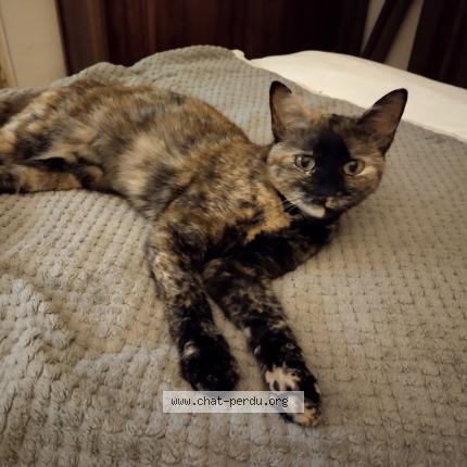 Photo 1/1 Clochette Chat lost in Epieds en beauce