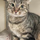 Picture of cat lost at Brest