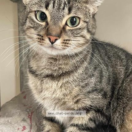 Photo 1/1 Cat reunited Lost in Brest