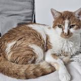 Picture of cat lost at Athis Mons