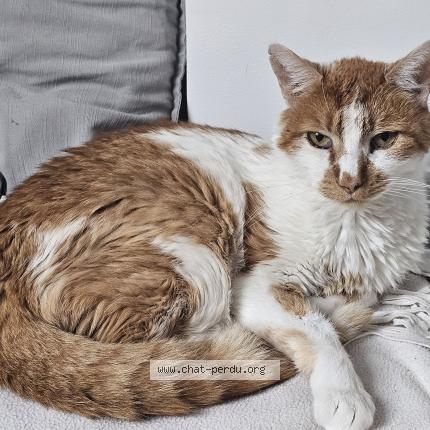 Photo 1/1 Comtuveu Chat lost in Athis mons