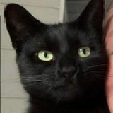 Picture of cat lost at Bondy