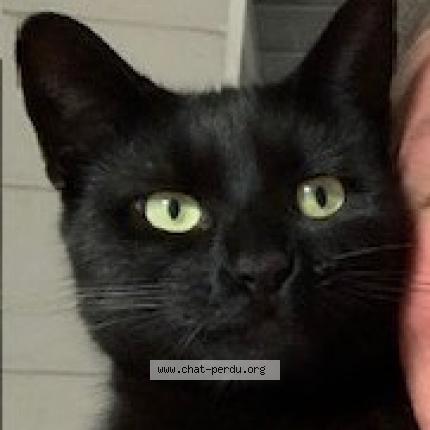 Photo 1/2 Minouche Chat lost in Bondy