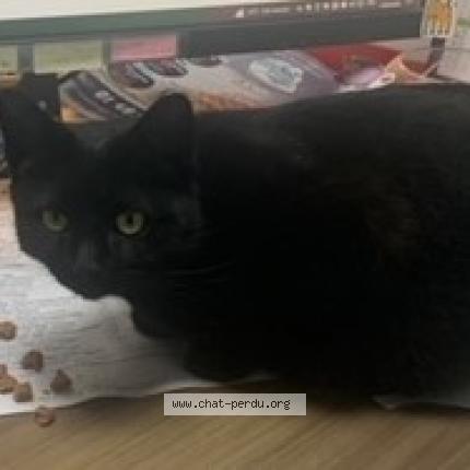 Photo 2/2 Minouche Chat lost in Bondy