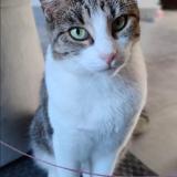 Picture of cat lost at Lisses