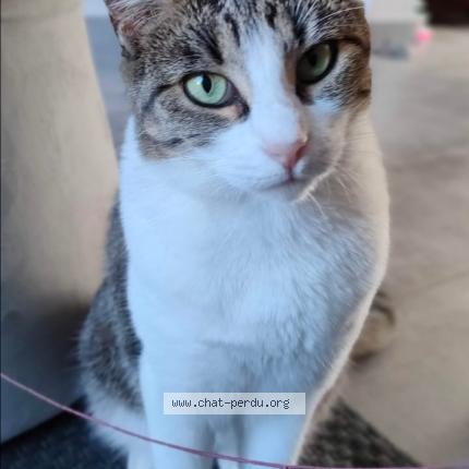 Photo 1/1 Nala Chat lost in Lisses