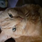 Picture of cat lost at Luneville