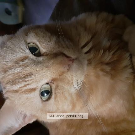 Photo 1/1 Manou Chat lost in Luneville