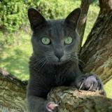 Picture of cat lost at Tresboeuf