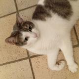 Picture of cat lost at La Chapelle De Guinchay