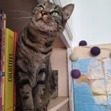 Picture of cat lost at Villefranche Sur Saone