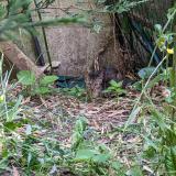 Picture of cat lost at Bagneux