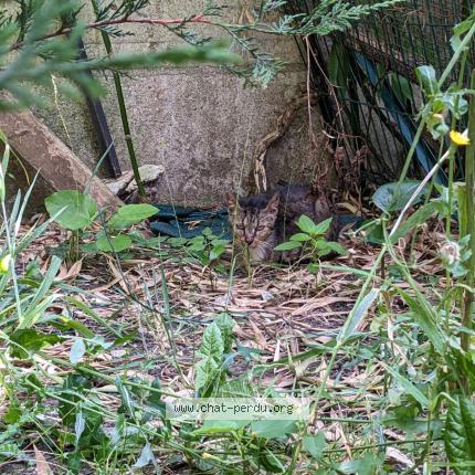 Photo 1/1 Pastèque Chat lost in Bagneux