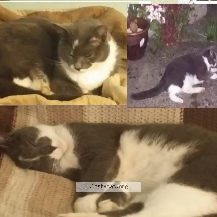 Photo 1/1 Lucky Chat lost in Snoqualmie