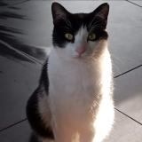 Picture of cat lost at Bouguenais