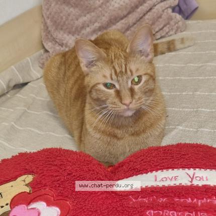 Foto 1/1 Kat teruggevonden Vermist in Etterbeek