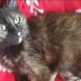 Picture of cat lost at Chaunay