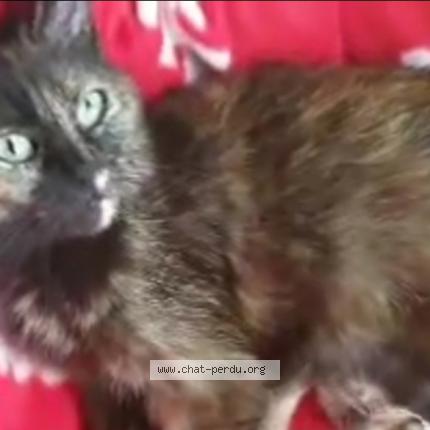 Photo 1/1 Pitchounette Chat lost in Chaunay