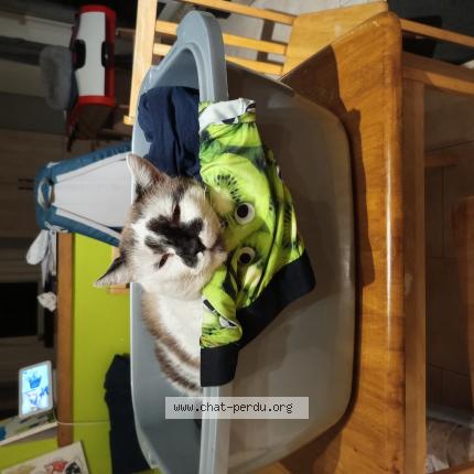Foto van vermiste kat in Tenneville