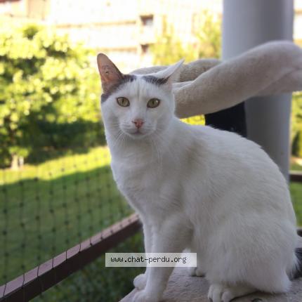 Photo 1/1 Cat reunited Lost in Vaulx en velin