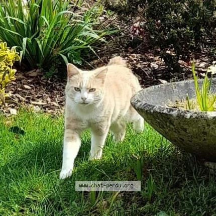 Photo 1/1 Barney Chat lost in Rohan