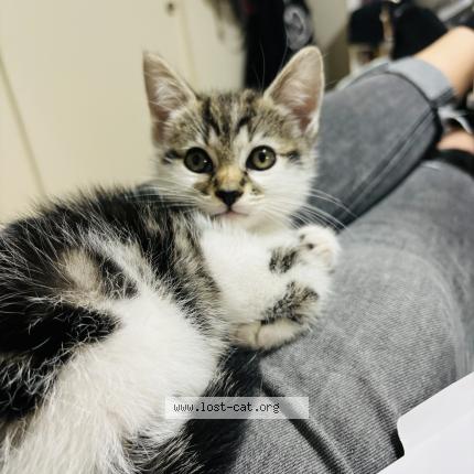 Photo 1/1 Reunited cat Lost in Beaverton