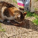 Picture of cat lost at Saint Martin En Haut