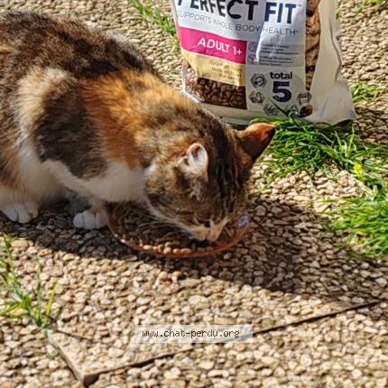 Photo 1/1 Mimine Chat lost in Saint martin en haut