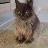 Picture of cat lost at Laburgade