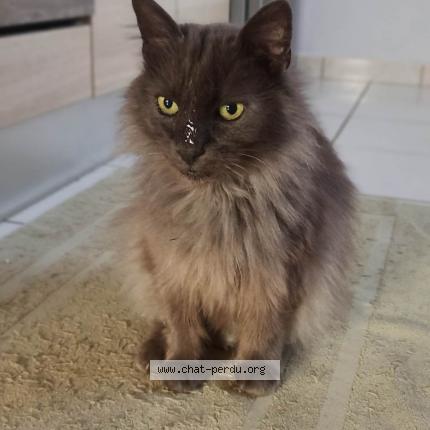 Photo 1/1 Gribouille Chat lost in Laburgade